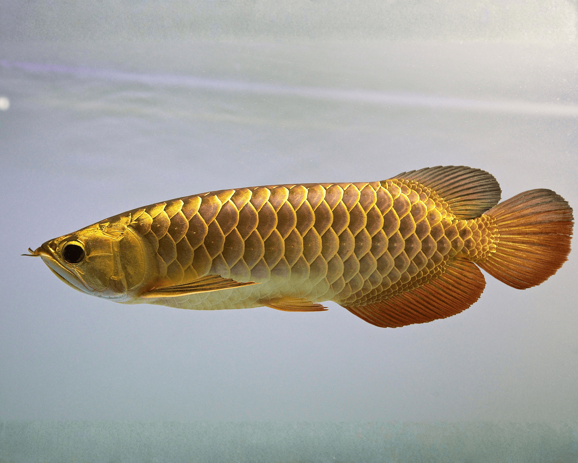 Osteoglossum bicirrhosum (Golden Arowana)